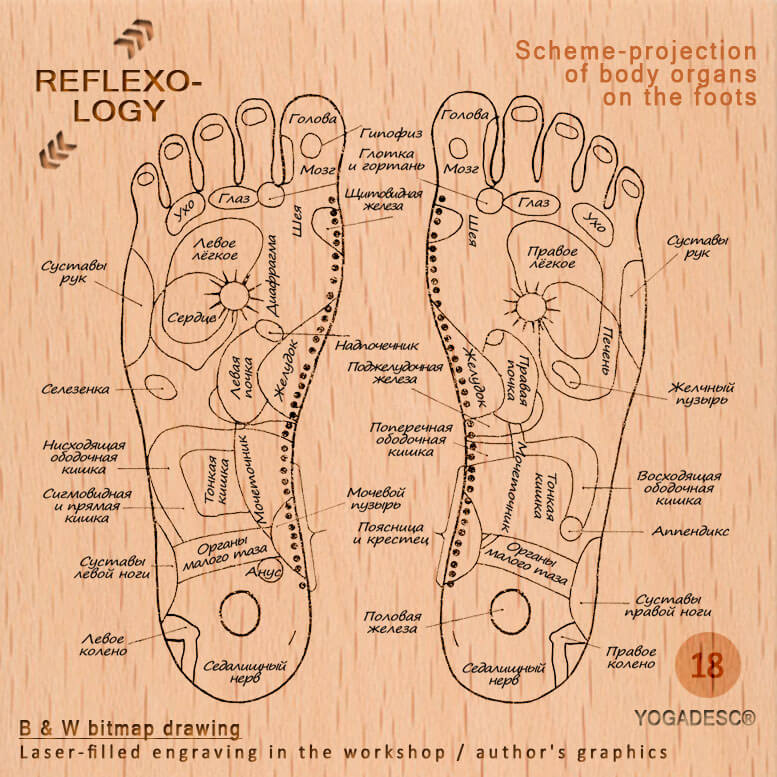 Drawing «ACUPUNCTURE / REFLEXOLOGY»